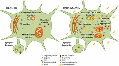 Frontiers | Targeting Alpha-Synuclein As A Therapy For Parkinson’s Disease